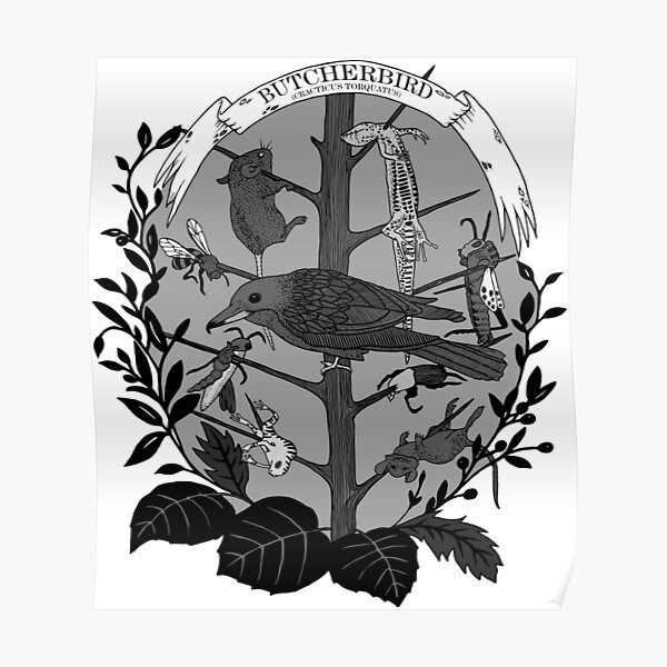 Butcherbird (Cracitus Torquatus) Poster
