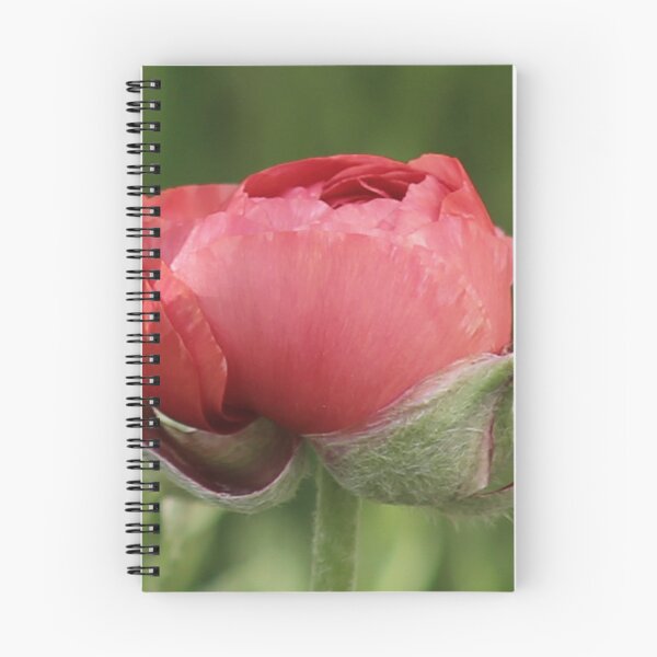 Item preview, Ranunculus bud designed and sold by ana dawani.