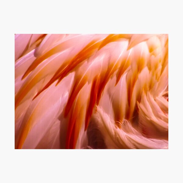 Item preview, Flamingos Feathers  designed and sold by JoshChown.