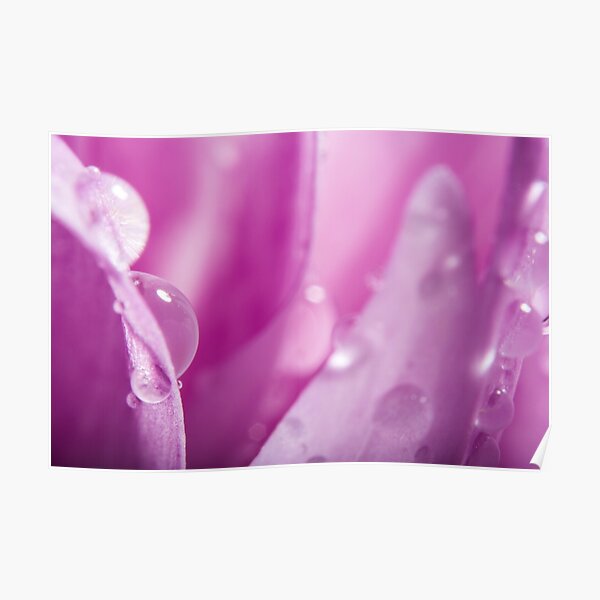 Droplets on Purple Petals Poster