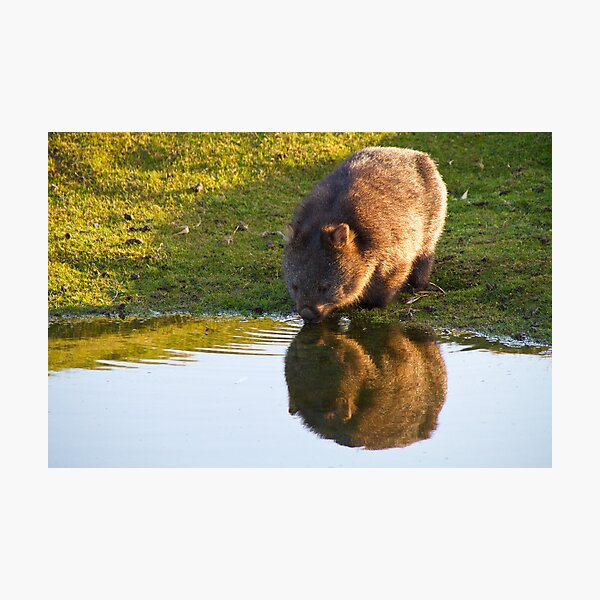 Wombat Reflection Photographic Print