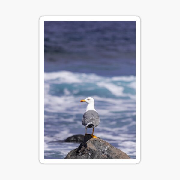 yellow-legged gull Sticker