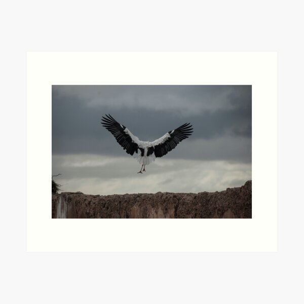 Spread your wings and land Art Print