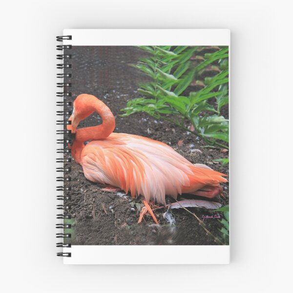 Artikelvorschau, Flamand Rose - Flamingo entworfen und verkauft von Gilberte.