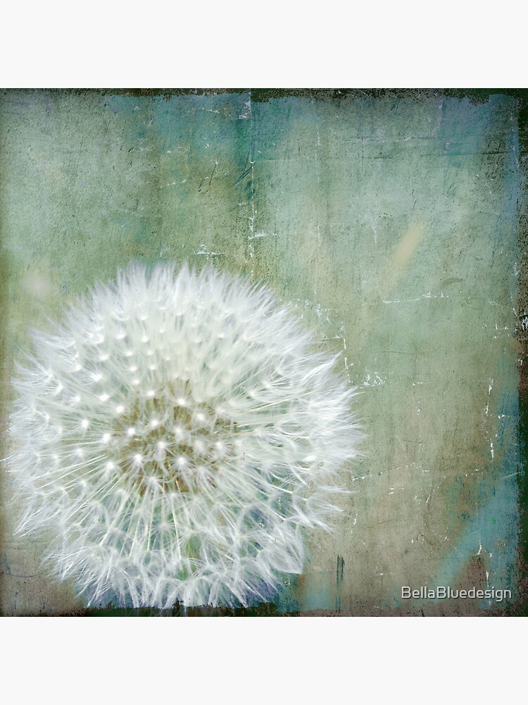 Dandelion Wishes 12x12 Canvas Print