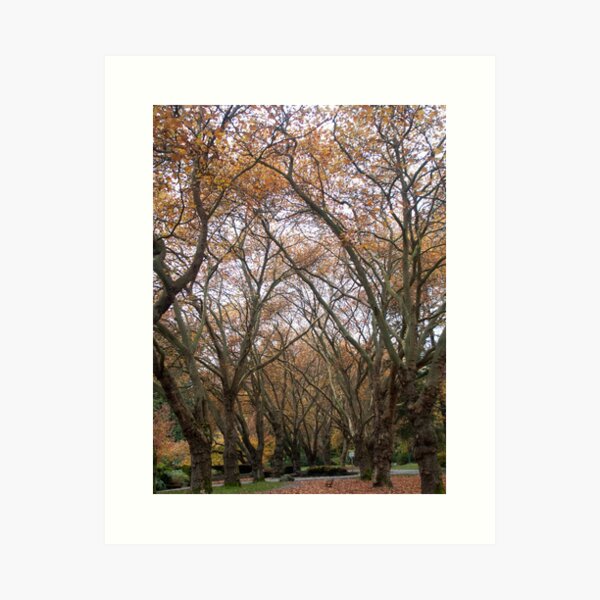 Faded canopy, Vancouver, Canada, 2007 Art Print