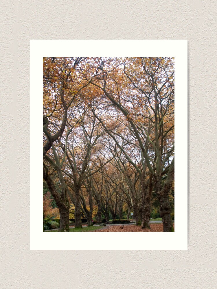 Thumbnail 1 of 3, Art Print, Faded canopy, Vancouver, Canada, 2007 designed and sold by chrisculy.