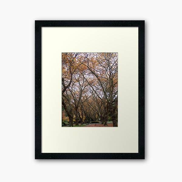 Faded canopy, Vancouver, Canada, 2007 Framed Art Print