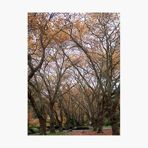 Faded canopy, Vancouver, Canada, 2007 Photographic Print