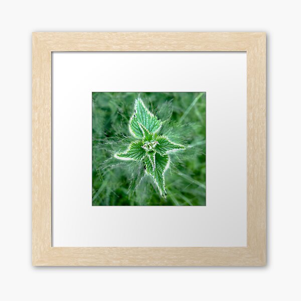 Natural Nettle Flora with Medicinal Herbal Properties Framed Art Print