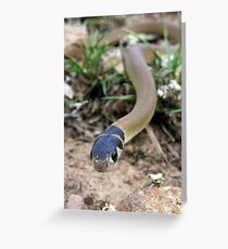 Eastern Brown Snake Greeting Card