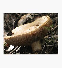 Kuipto Forest.. Toadstools anyone?? Photographic Print