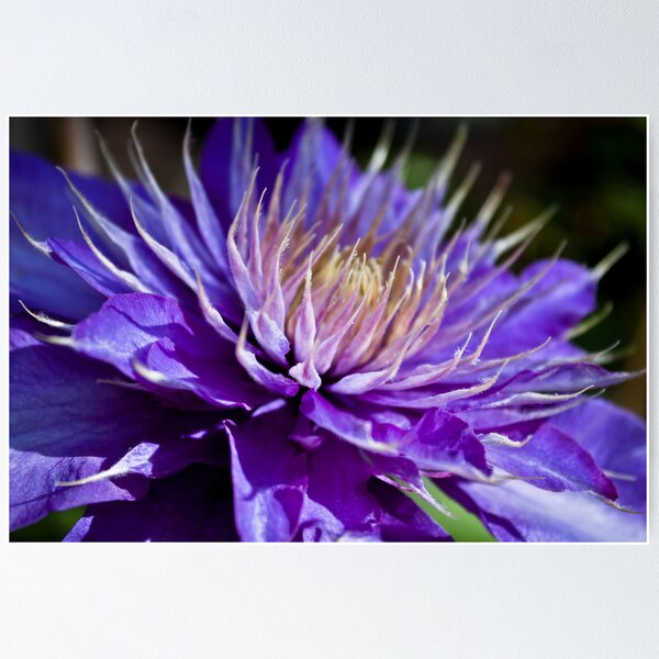 Item preview, purple clematis designed and sold by saswilson.