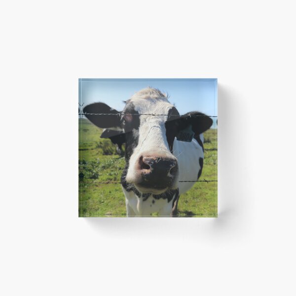 Item preview, Moo designed and sold by TinaFaye.