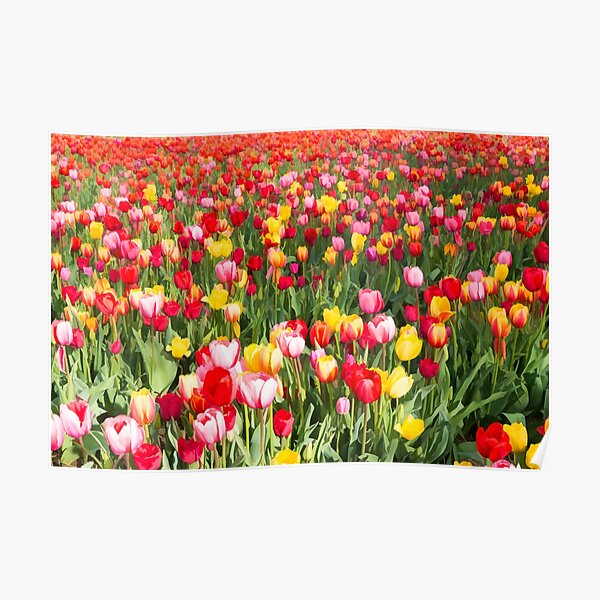 Tiptoeing through the tulip field Poster