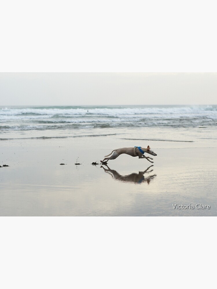 Beach Lurcher by artofcycas