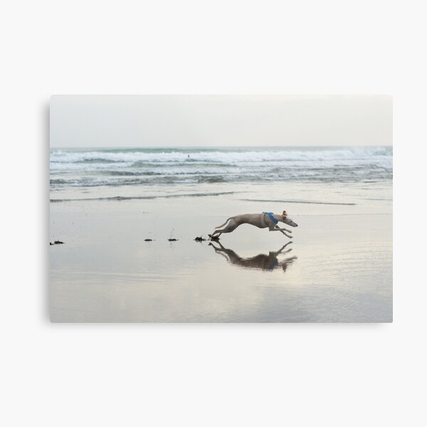 Beach Lurcher Metal Print
