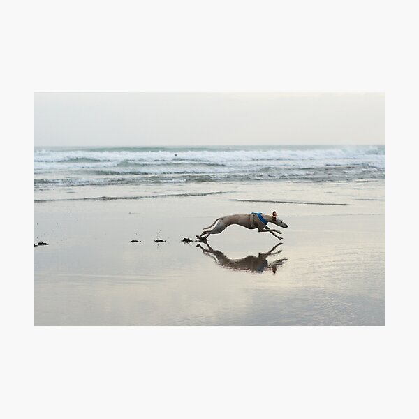 Beach Lurcher Photographic Print