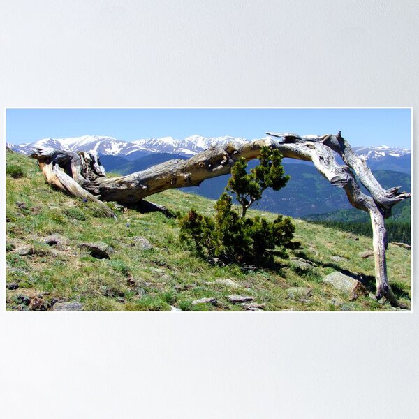 Item preview, Life Tree designed and sold by ColoradoBadger.