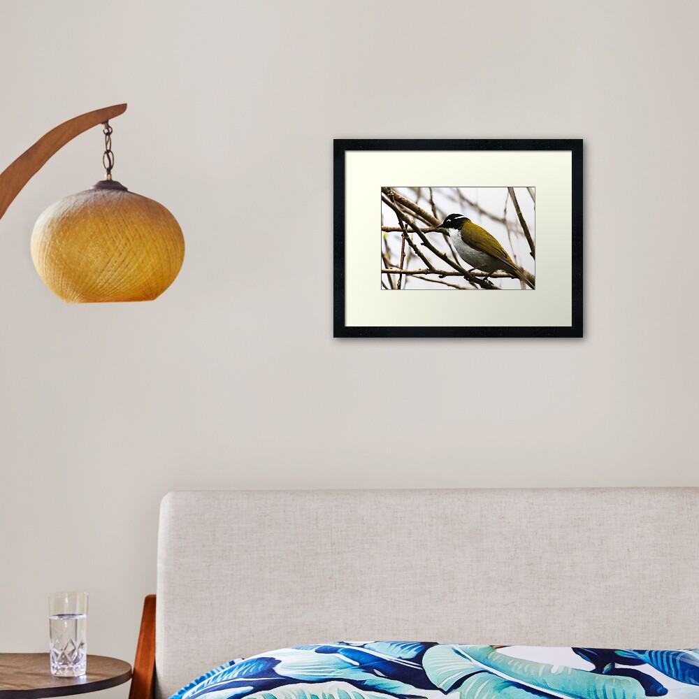 White-naped Honeyeater Framed Art Print