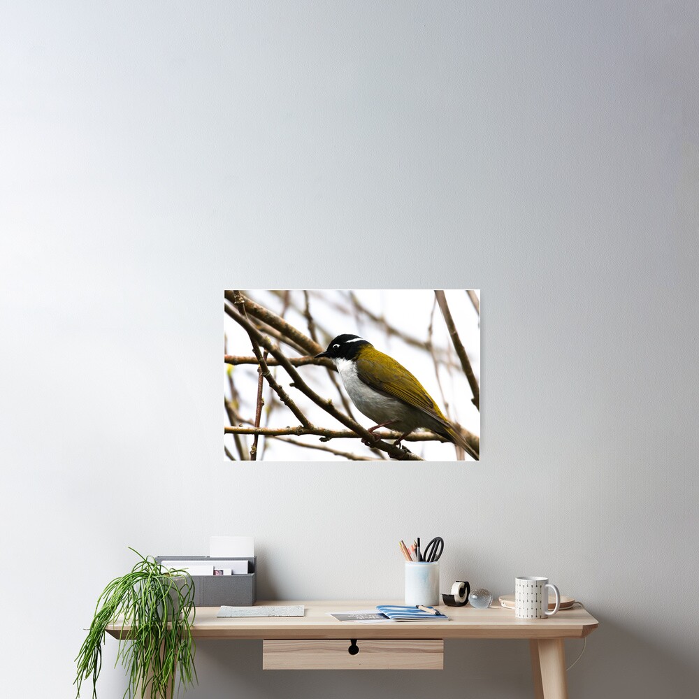 White-naped Honeyeater Poster