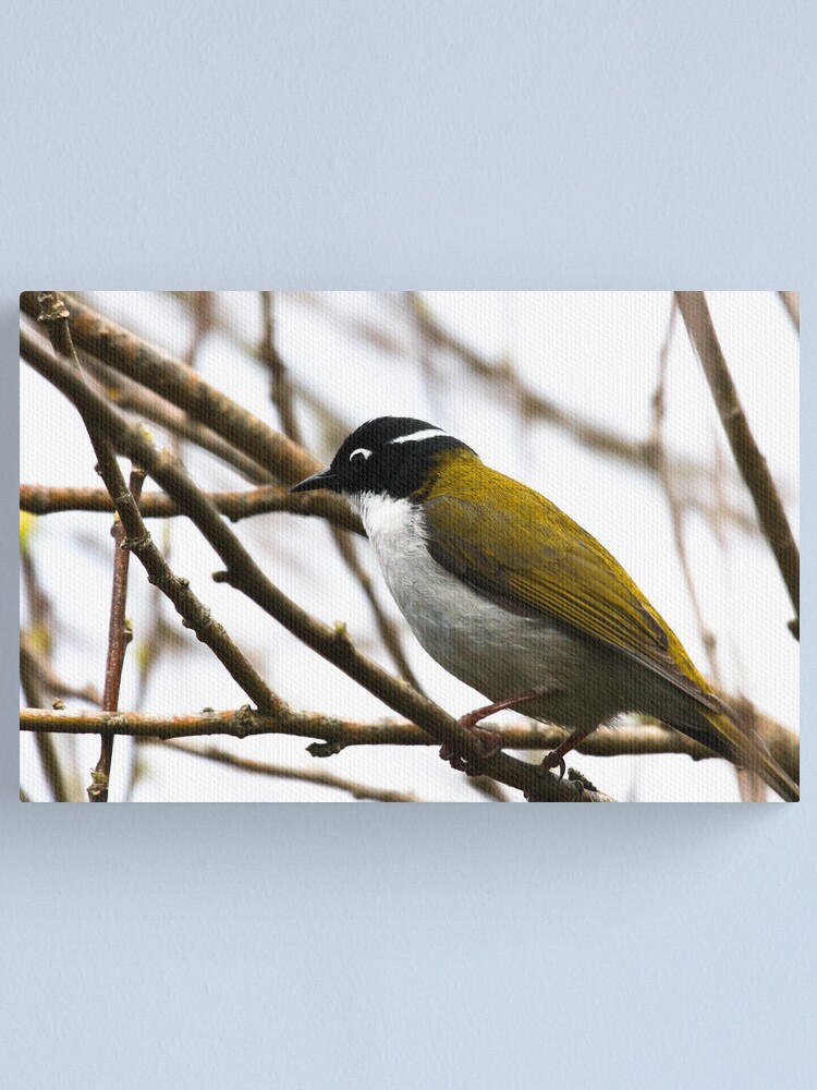 Alternate view of White-naped Honeyeater Canvas Print