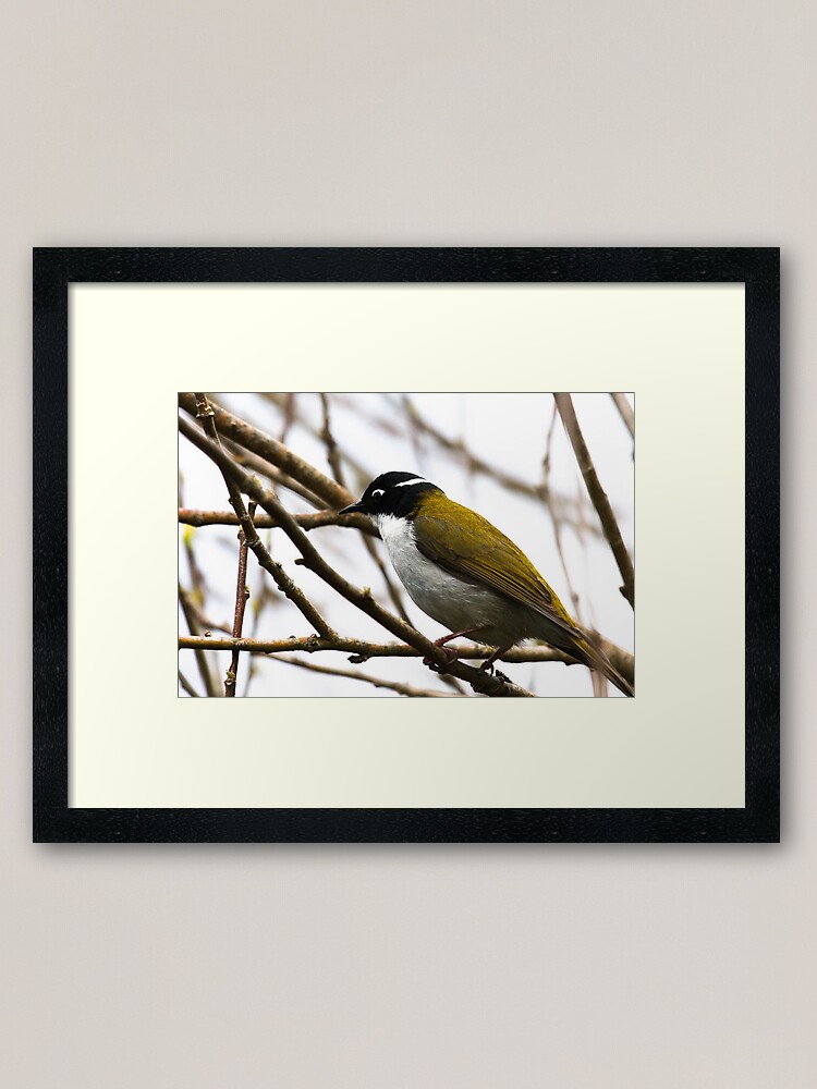 Alternate view of White-naped Honeyeater Framed Art Print