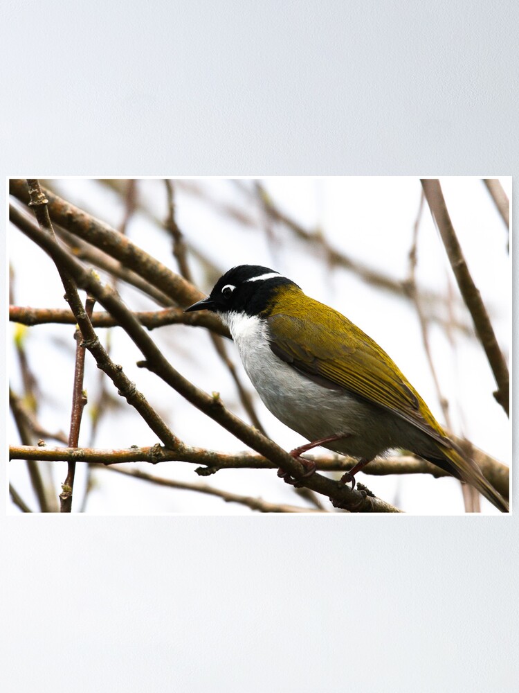Alternate view of White-naped Honeyeater Poster
