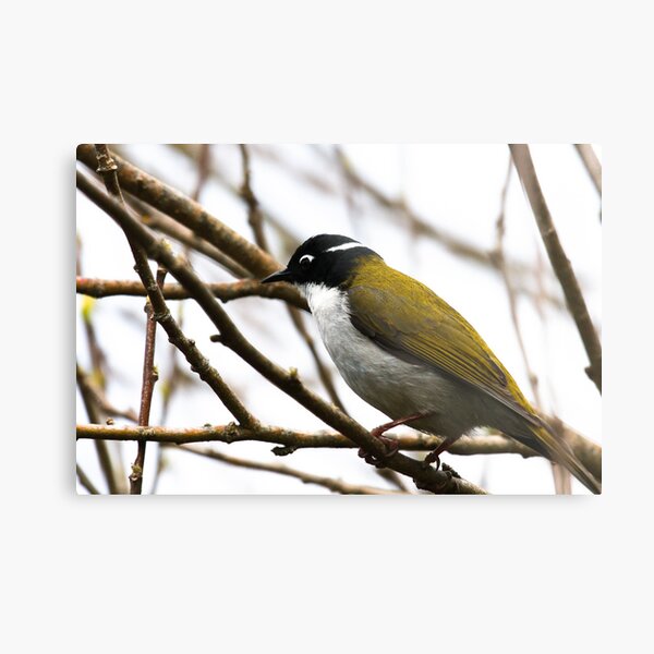 White-naped Honeyeater Metal Print