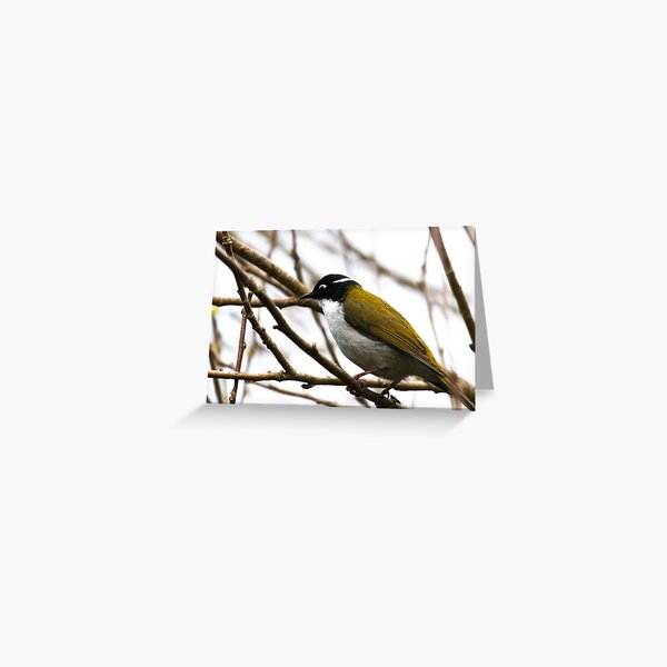 White-naped Honeyeater Greeting Card