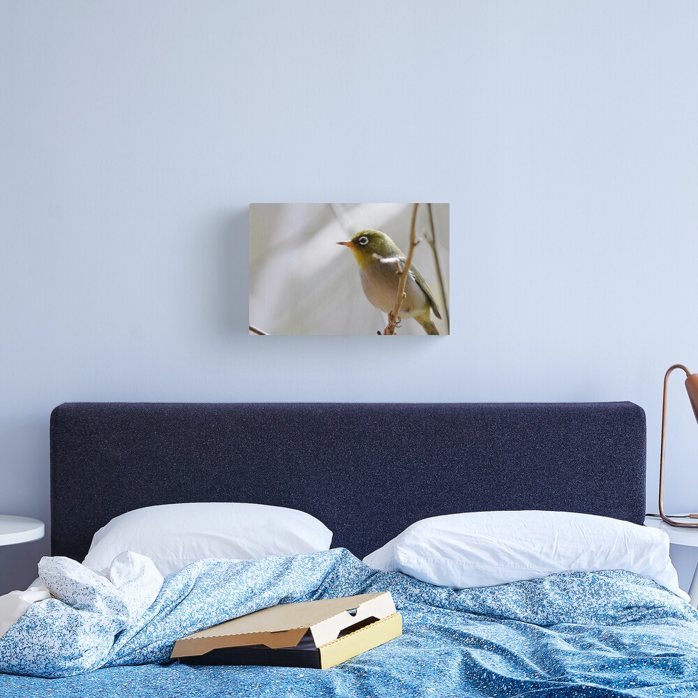Silvereye Canvas Print