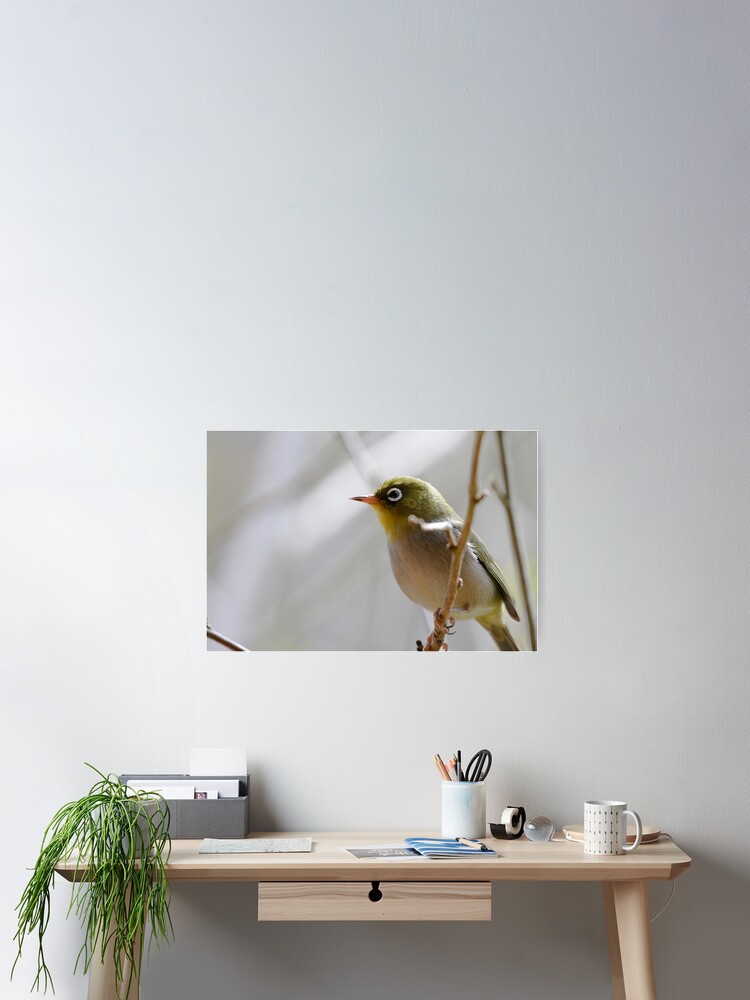 Thumbnail 2 of 3, Poster, Silvereye designed and sold by mistered.