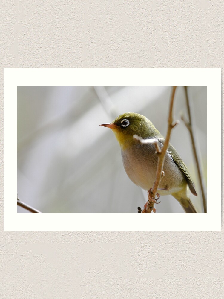 Alternate view of Silvereye Art Print