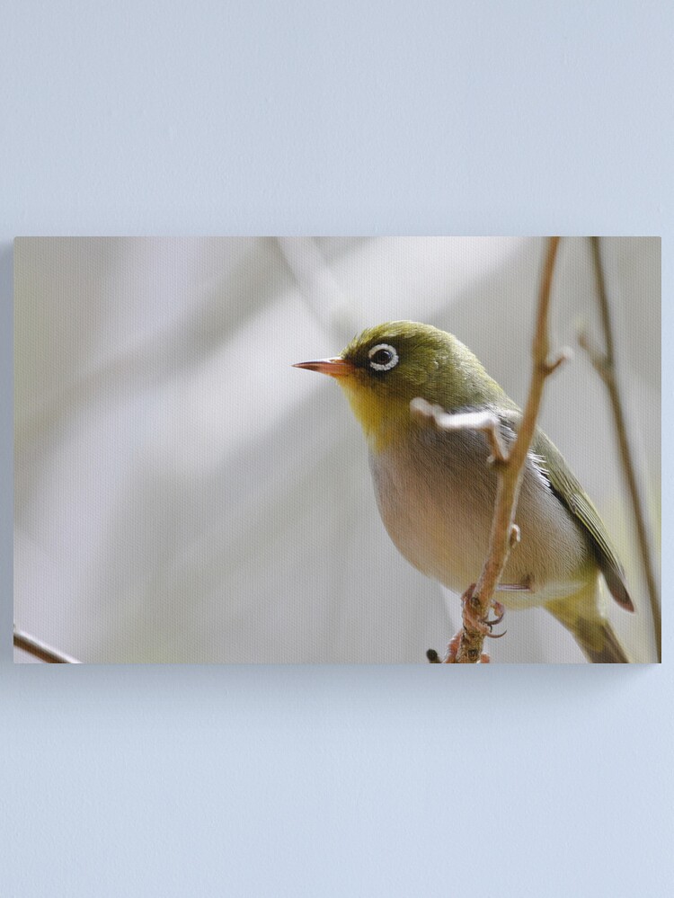 Alternate view of Silvereye Canvas Print