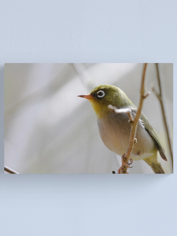 Alternate view of Silvereye Canvas Print