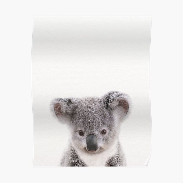 Cute Baby Koala Posters Redbubble