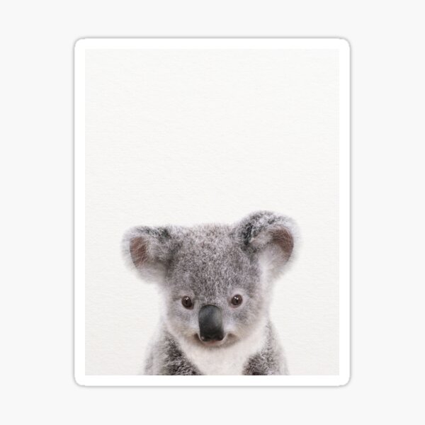 Baby Koala, Baby Animals Art Print by Synplus Sticker