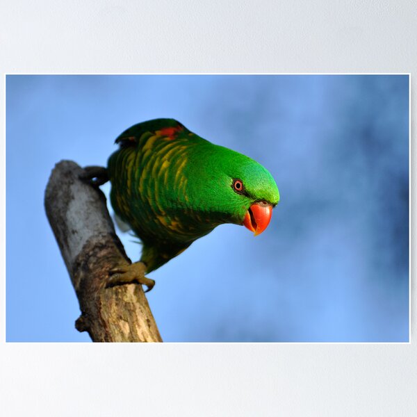 Item preview, Scaly Breasted Lorikeet - Australian "Greenie" designed and sold by Barbara Burkhardt.