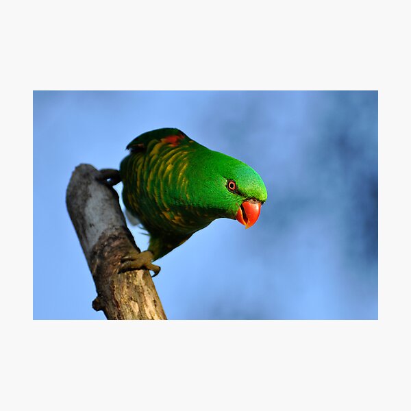 Item preview, Scaly Breasted Lorikeet - Australian "Greenie" designed and sold by Barbara Burkhardt.