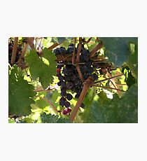Raisins Photographic Print