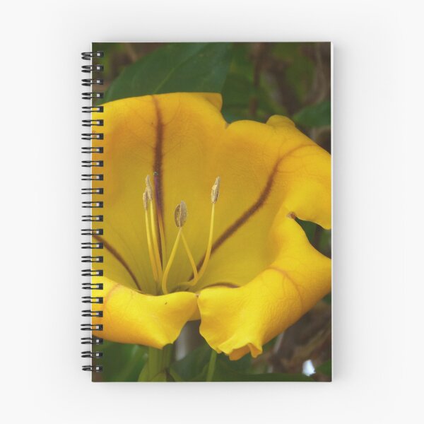 Item preview, A Fresh Flower on Chalice Vine, (Mexico), Botanic Gardens, Adelaide CBD. designed and sold by RitaBlom.