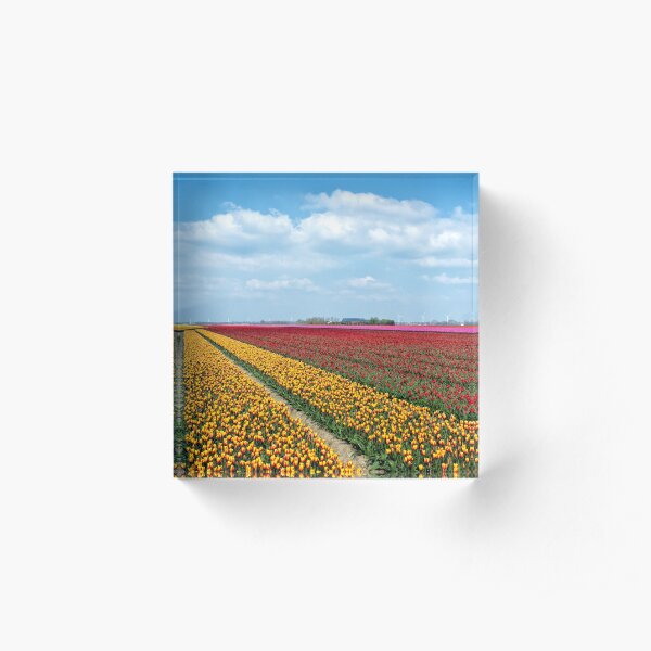 Tulip time in the Netherlands (2) Acrylic Block