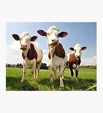 Curious Cows Photographic Print