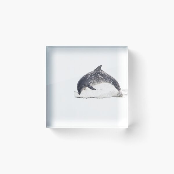 Item preview, leaping bottlenose dolphin designed and sold by chanonry.