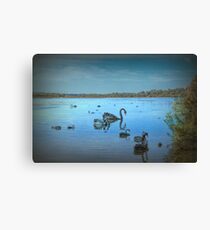 Black Swans at Lake Joondalup, Western Australia Canvas Print