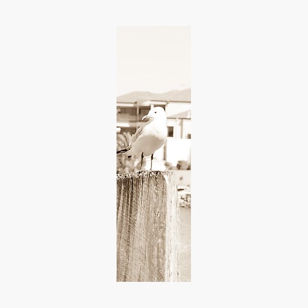 Item preview, The Mindarie Gull designed and sold by JJsPhotography.
