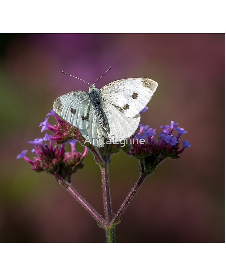 Funda y vinilo para iPad «Mariposa blanca en flor morada» de AnitaLynne |  Redbubble