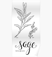 Sage - art print Poster