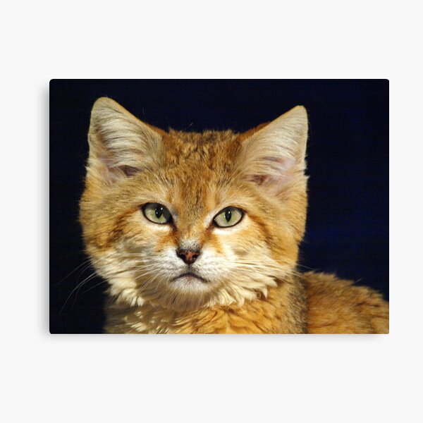 Sand Cat Canvas Print