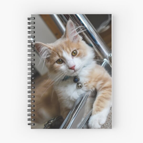 Item preview, What's New Pussy Cat? designed and sold by JJsPhotography.